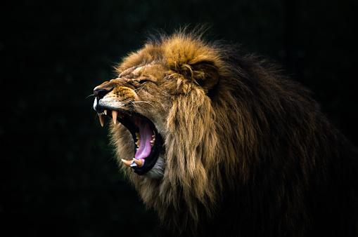 Panthera leo. (Fonte: Getty Images/Reprodução)
