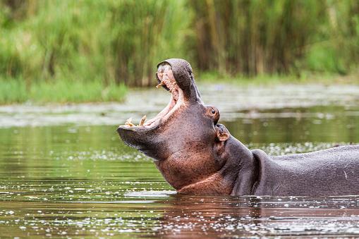 Hippopotamus amphibius. (Fonte: Getty Images/Reprodução)