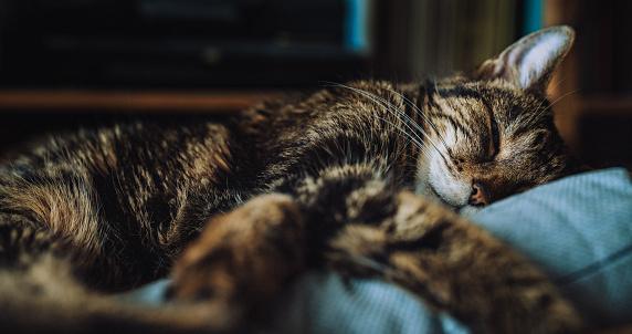 Comedouros interativos podem ajudar felinos a terem melhores noites de sono. (Fonte: GettyImages)