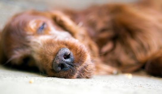 Mais da metade dos entrevistados optaram pela eutanásia para seus cães. (Fonte: Getty Images/Reprodução)