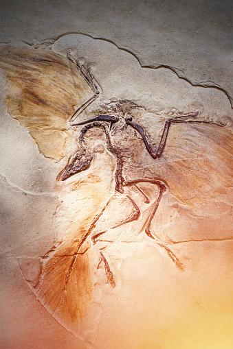 O fóssil do Archaeopteryx foi um grande achado da arqueologia. (Fonte: GettyImages/ Reprodução)