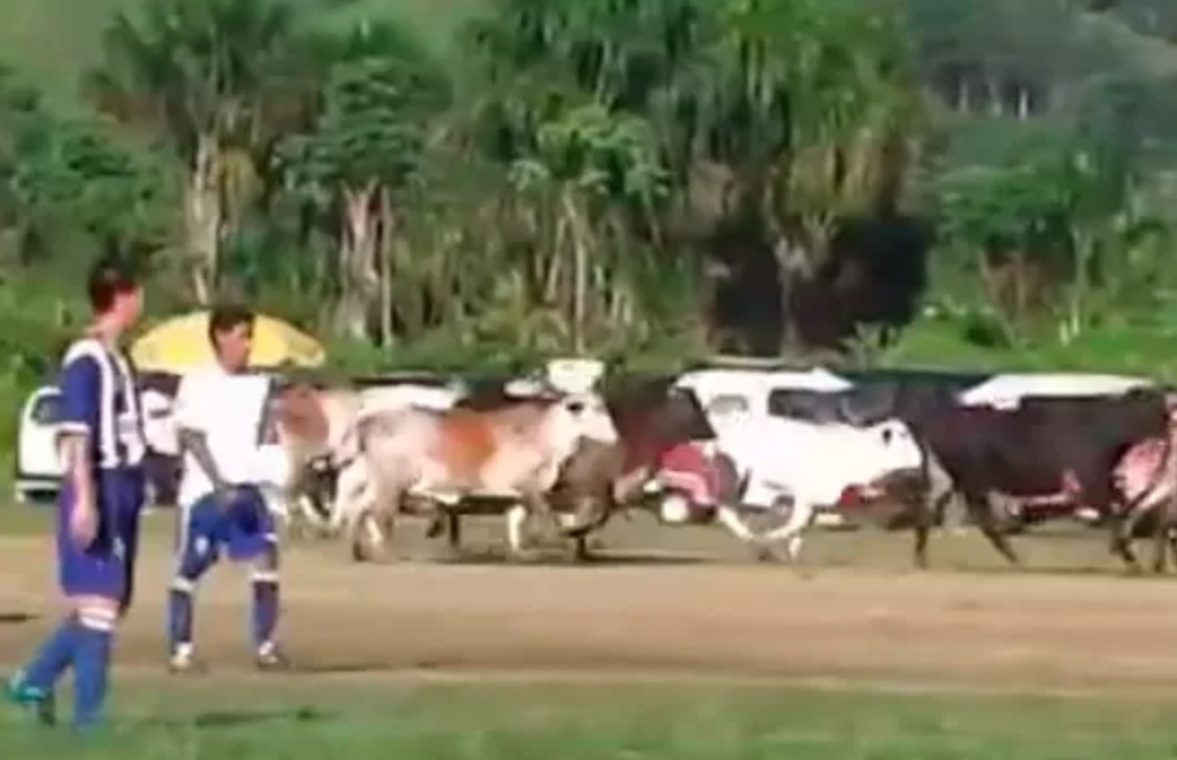 A invasão de vacas em uma partida de divisões inferiores. (Fonte da imagem: Reprodução/Futbolizados)