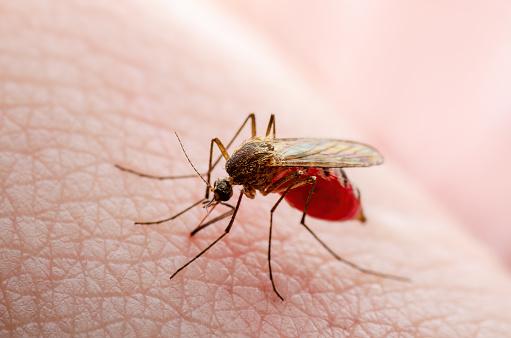 Por mais irritantes que sejam, mosquitos cumprem algumas funções relevantes no planeta. (Fonte: GettyImages)