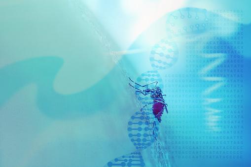 Modificações no DNA de mosquitos poderia ser a chave para erradicar com transmissores de doenças. (Fonte: GettyImages)