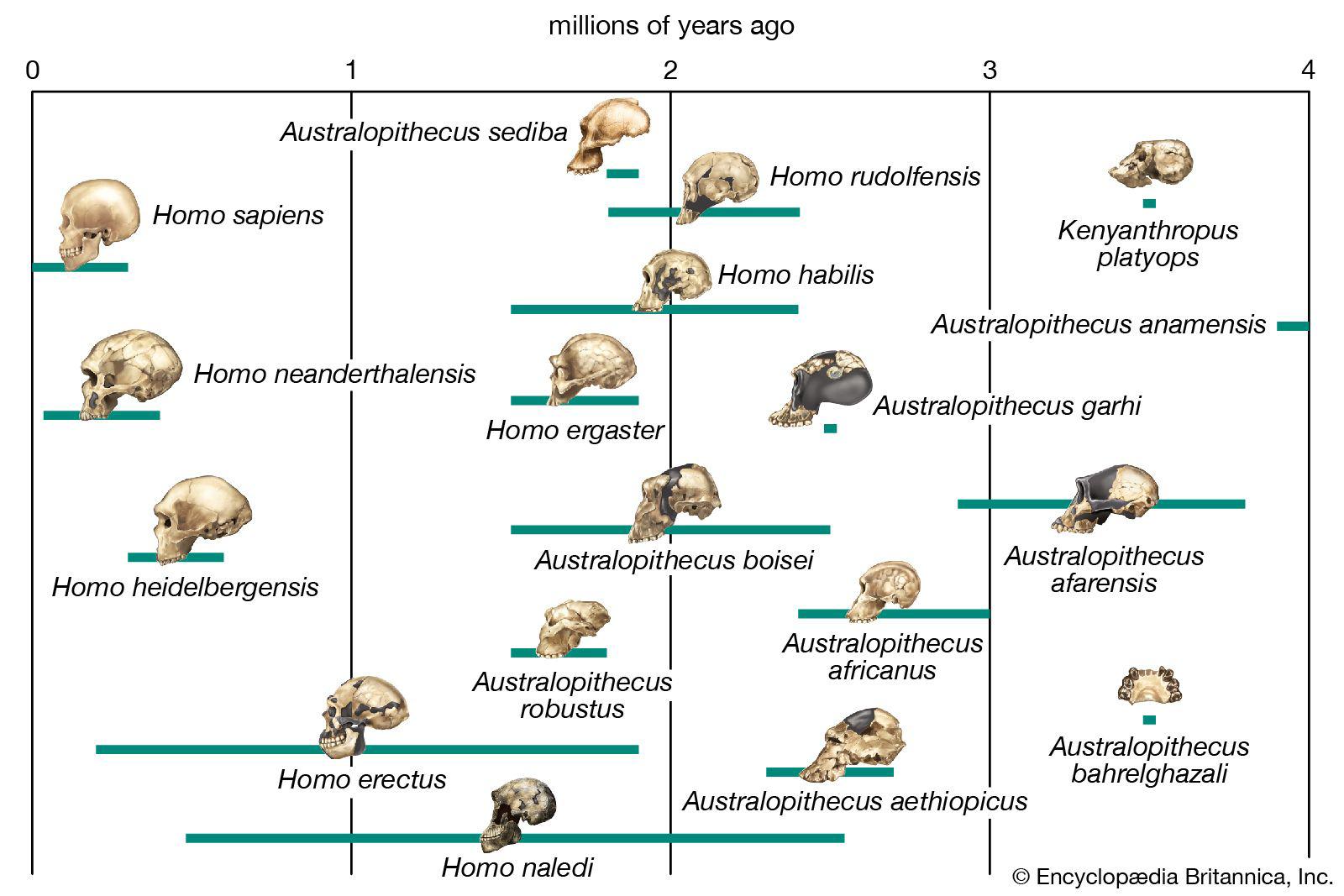 A linhagem evolutiva é mais complexa do que a Marcha do Progresso. (Fonte da imagem: Britannica)