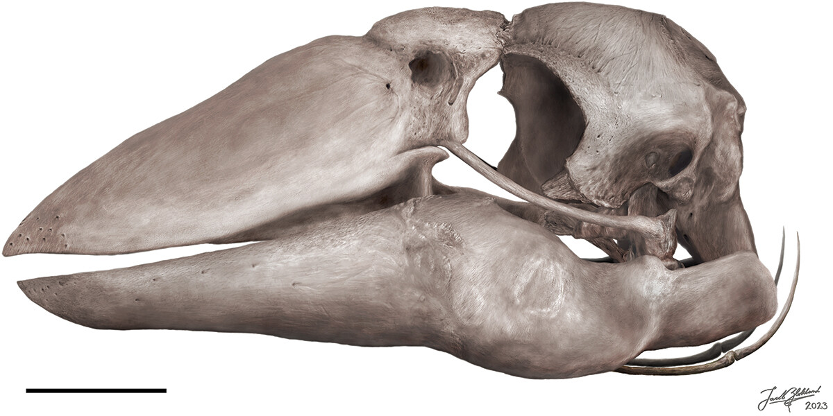 Representação artística do crânio de Genyornis newtoni, com base nos fósseis encontrados. (Fonte: Phoebe L. McInerney et al./ Divulgação) 