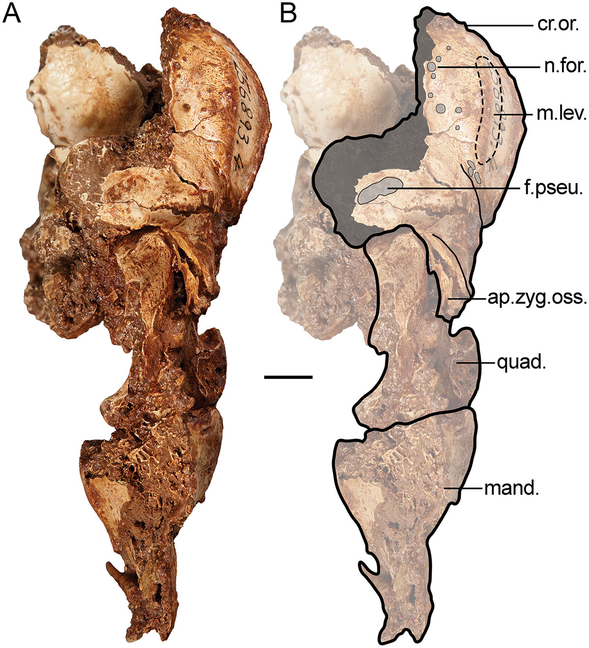 Parte lateral do lado esquerdo do crânio. (Fonte: et  al. / Divulgação)