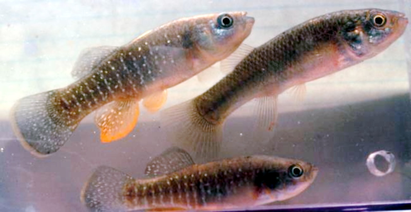Mummichogs foram os primeiros peixes a chegarem no espaço em 1973. (Fonte: Wikimedia Commons)