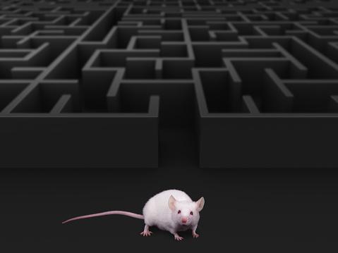 Durante o sono, os ratos 'praticam' mentalmente novas rotas no labirinto, preparando-se para futuras navegações. (Fonte: Getty Images/Reprodução)