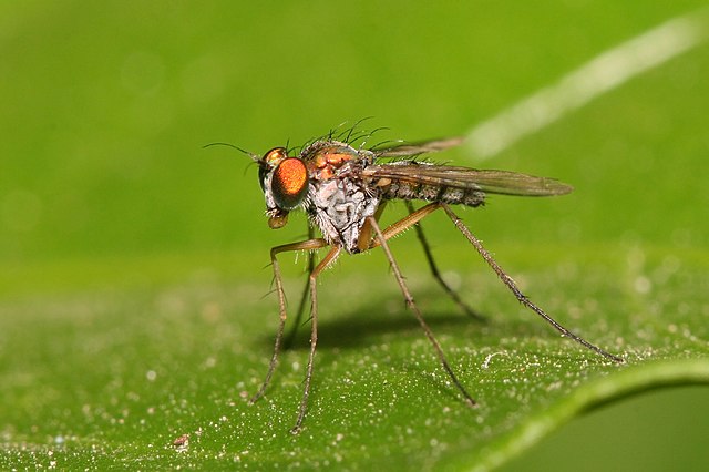 Duas moscas de perna longa datadas em 41 milhões de anos eternizaram seu romance no âmbar. (Fonte: Wikimedia Commons / Reprodução)