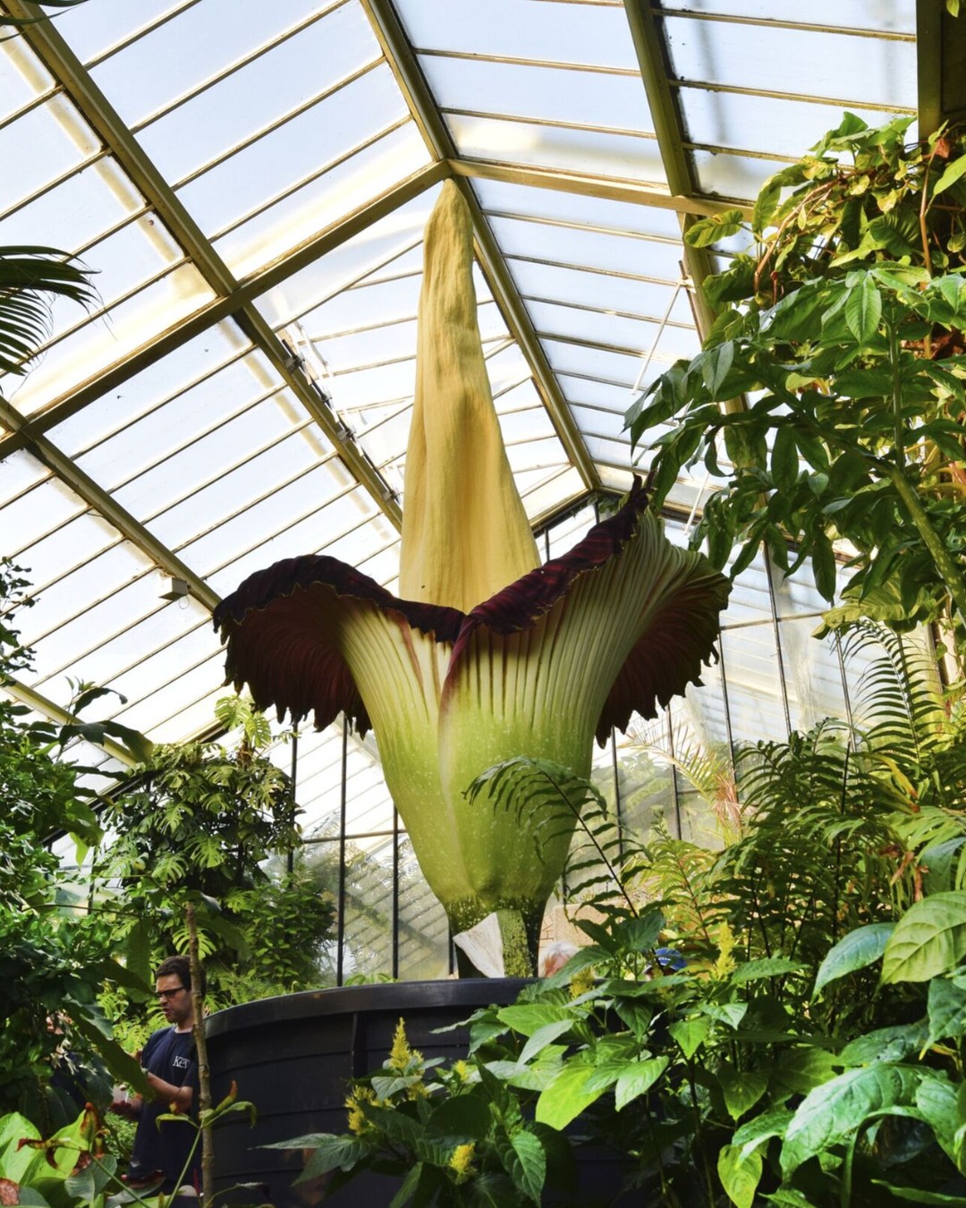 Flor cadáver consegue atrair polinizadores a quilômetros de distância com seu cheiro impactante. (Fonte: Kew Gardens/Divulgação)