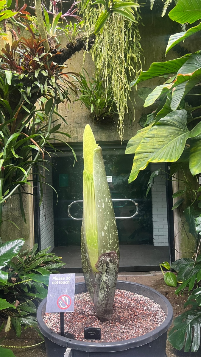 Segunda planta da Amorphophallus titanum deve florescer ainda nesta semana. (Fonte: Kew Gardens/Divulgação)