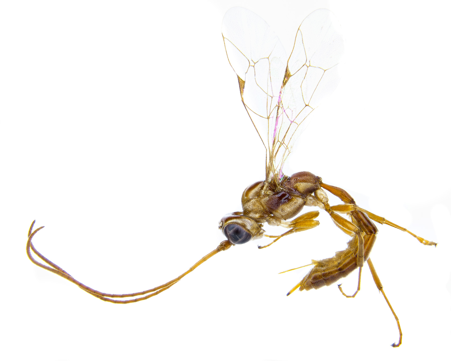 Quando viva, a vespa apresenta tons de preto e amarelo vivo. (Fonte: Wikimedia Commons/ Tom Saunders/Darren Ward)