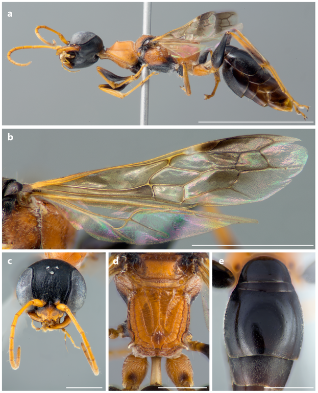 Essa vespa é nativa da Tailândia e seu nome foi escolhido por votação pública. (Fonte: Wikimedia/ Ohl et. al/ Reprodução)