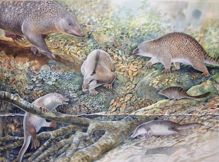 Ilustração das espécies descobertas neste estudo. (Fonte: Peter Shouten/Reprodução)