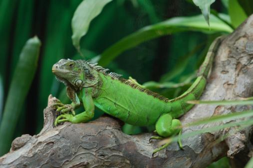 Em recriações artísticas, o lagarto pré-histórico se assemelhas às iguanas, outro fóssil, mas vivo. (Fonte: Getty Images/ Imagem ilustrativa)