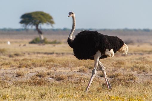 A avestruz tem fama de engolir tudo o que encontra. (Fonte: Getty Images/Reprodução)