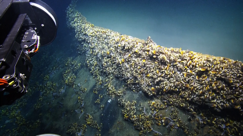 Borda do lago cheia de mexilhões. (Fonte: Ocean Exploration Trust, Nautilus Live/ Divulgação) 