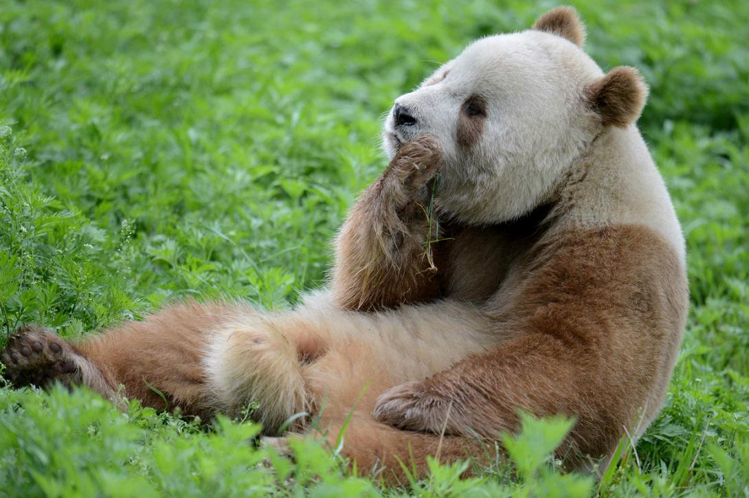 Panda marrom é um animal extremamente raro. (Fonte: Wikimedia Commons/ Reprodução). 