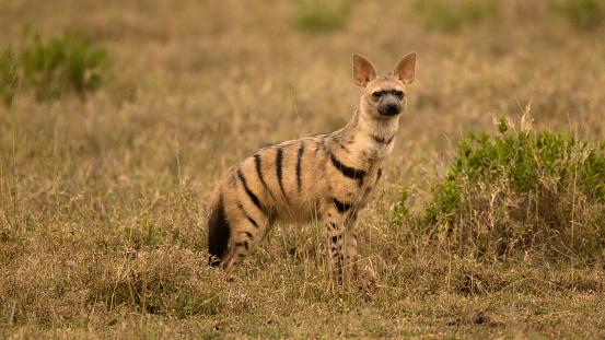 O lobo-da-terra é a menor entre as espécies de hienas. (Fonte: Getty Images/Reprodução)