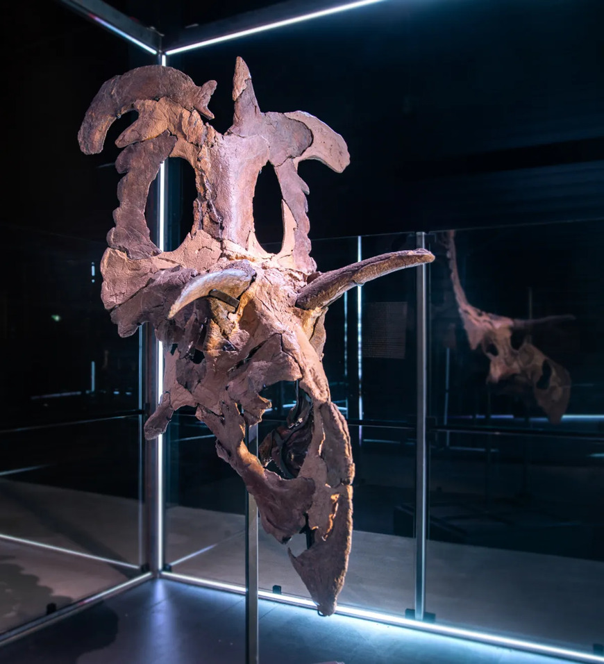 Cabeça do fóssil encontrado está bastante completa. (Fonte: Museum of Evolution/ Divulgação)