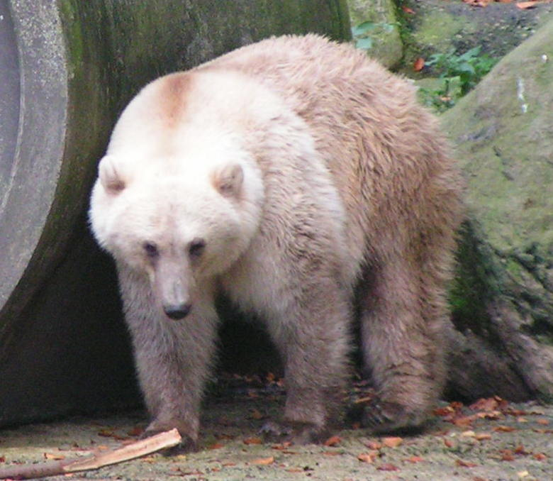 Híbrido de ursos polar e pardo no Zoológico de Osnabrück, na Alemanha. (Fonte: Wikimedia Commons)