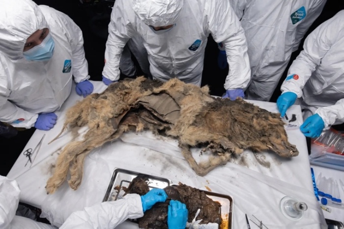 Especialistas coletaram amostras dos restos mortais. (Fonte: NEFU/Divulgação)