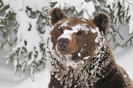 Mudanças climáticas podem favorecer o deslocamento dos ursos pardos para o norte. (Fonte: GettyImages)