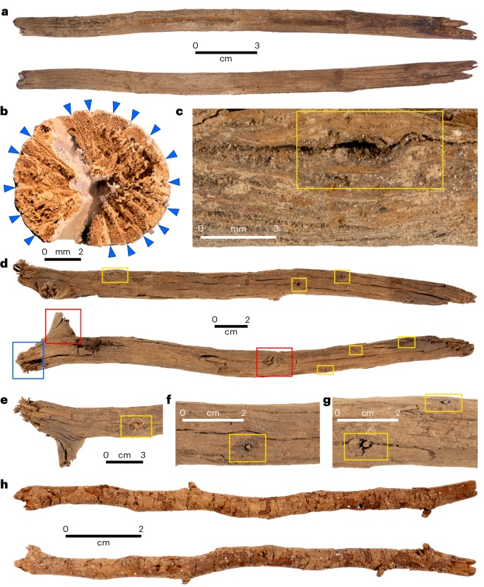 Gravetos trouxeram informações importantes sobre rituais de grupos antigos australianos. (Fonte: Bruno David et al., Steve Morton/ Divulgação)