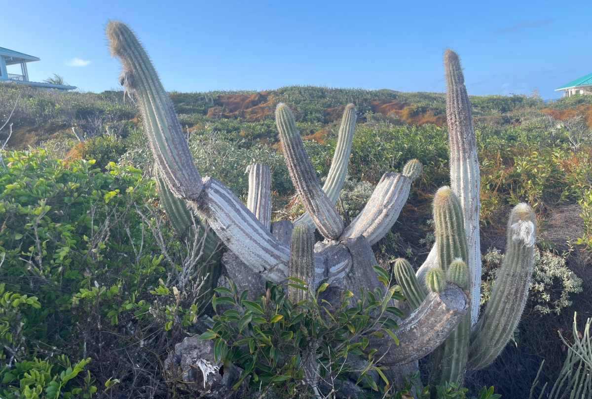 Agora extinta da Flórida, espécie ainda pode ser encontrada em partes de Cuba e nas Bahamas. (Fonte: Wikimedia Commons)