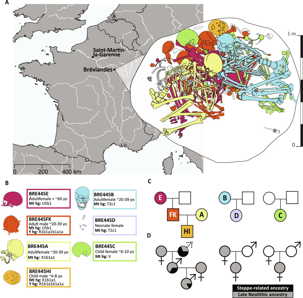 Estudo mapeou os ossos do túmulo e trouxe descobertas importantes. (Fonte: Inrap/ Divulgação)