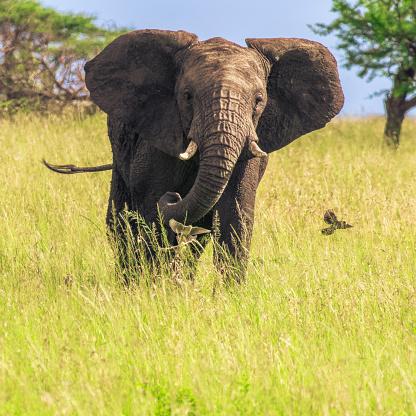 O elefante é o animal que levanta mais peso. (Fonte: Getty Images/Reprodução)