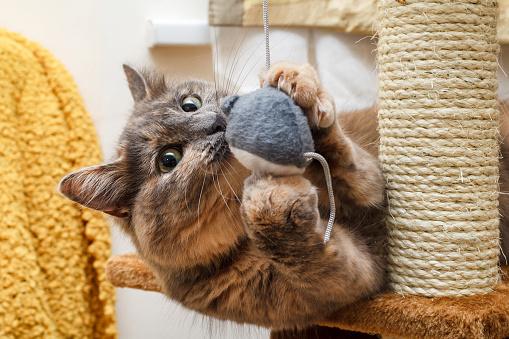 Prepare o ambiente com distrações para o gato. (Fonte: Getty Images/Reprodução)