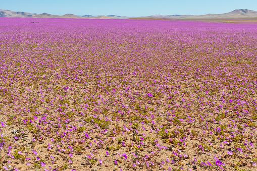 El Niño fez com que deserto do Atacama surgisse florido em pleno inverno no Chile. (Fonte: Getty Images)