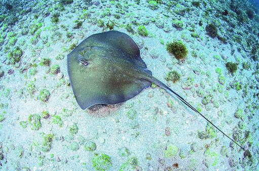 Uma arraia golpeou Steve Irwin com seu ferrão venenoso na parte superior do peito, causando a morte do conservacionista. (Fonte: Getty Images/Reprodução)