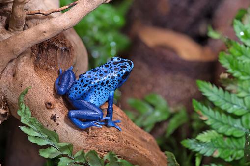 Alguns animais venenosos apresentam agrupamentos circulares. (Fonte: Getty Images/Reprodução)