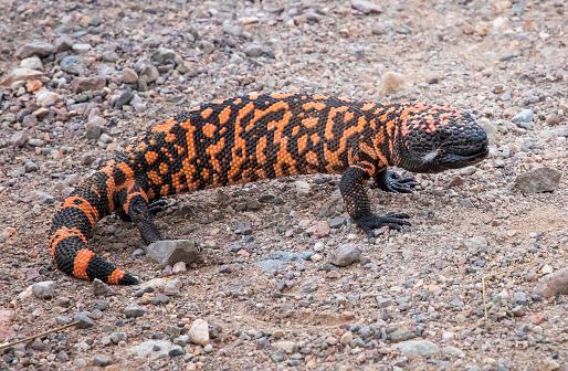 Ele é o maior lagarto norte-americano. (Fonte: Getty Images/Reprodução)