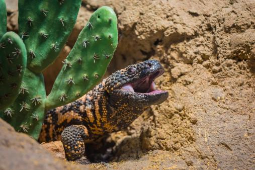 O lagarto usa o veneno como forma de defesa. (Fonte: Getty Images/Reprodução)