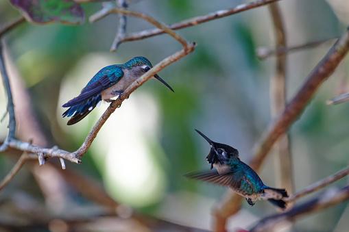 Segundo pesquisadores, machos da espécie beija-flor-abelha medem aproximadamente 5,5 centímetros. (Fonte: Getty Images)