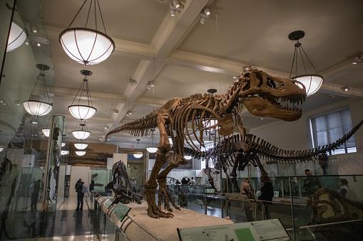 Maioria dos dinossauros exibidos em museus são apenas réplicas dos ossos verídicos, usados para estudo. (Fonte: Getty Images)