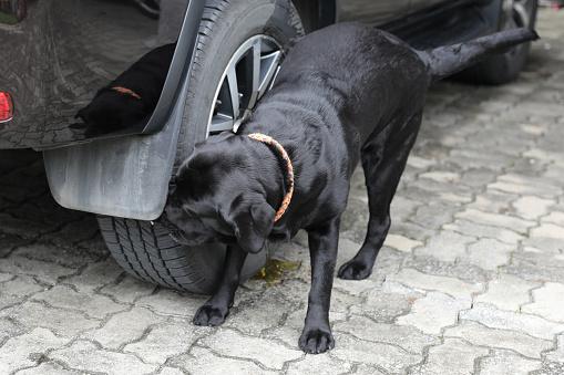 (Fonte: GettyImages / Reprodução)