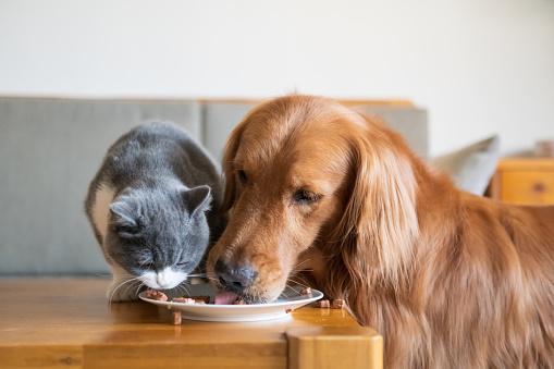 Reino Unido se tornará primeiro país na Europa a vender carne cultivada em laboratório para animais de estimação. (Fonte: Getty Images)