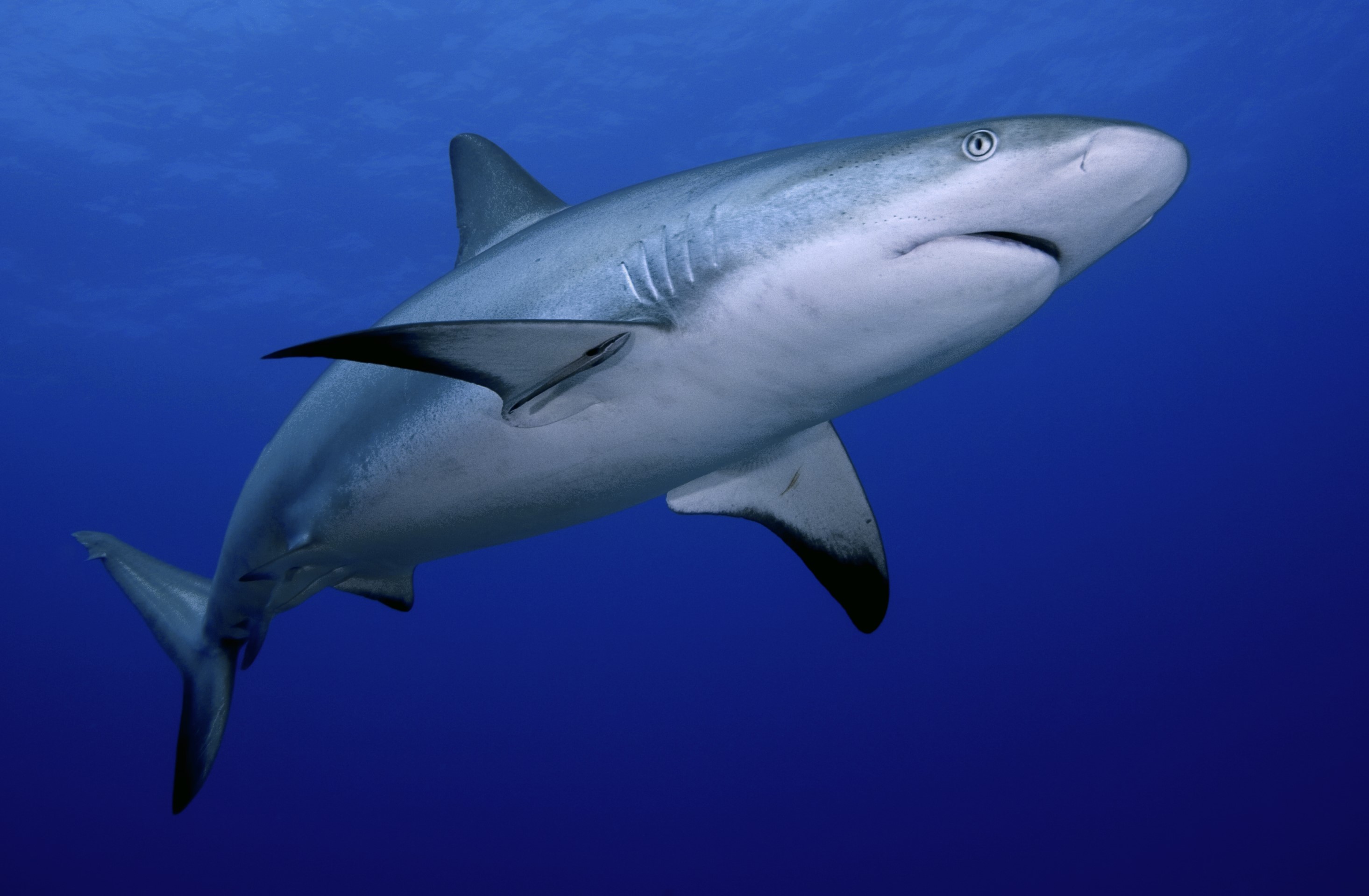 Tubarões 'chapados' de cocaína são encontrados em mares do Brasil