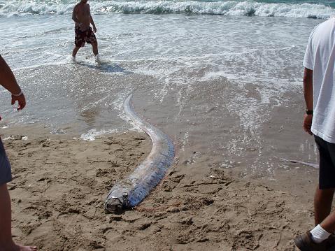 Estudos científicos não encontraram qualquer correlação entre peixe-remo e terremotos. (Fonte: Getty images)