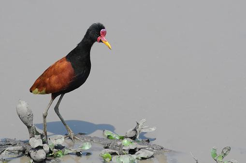 A Jacana jacana  uma das subespcies mais conhecidas, com plumagem negra e manto castanho, alm de caractersticas marcantes como o bico amarelo e escudo frontal vermelho. (Fonte: Getty Images/Reproduo)