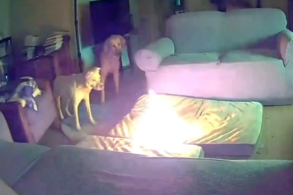 Cachorro destrói powerbank e incendeia casa; veja o vídeo