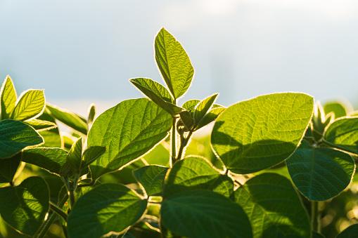 As plantas trocam gases com o ambiente atravs de poros em suas folhas. (Fonte: Getty Images/Reproduo)