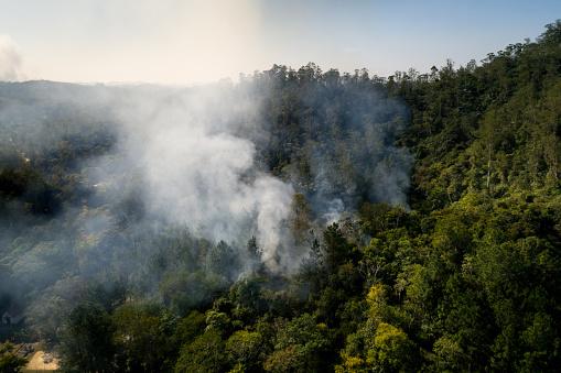 A fumaa dos incndios florestais pode prejudicar a sade das plantas. (Fonte: Getty Images/Reproduo)