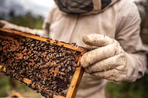 Abelhas enfrentam sérios riscos com mudanças climáticas. (Fonte: Getty Images)