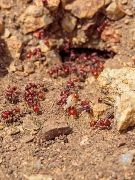 Formigas-cortadeiras podem matar um rato com seu veneno em apenas 12 picadas. (Fonte: Getty Images)